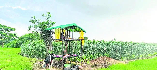 కోతుల
