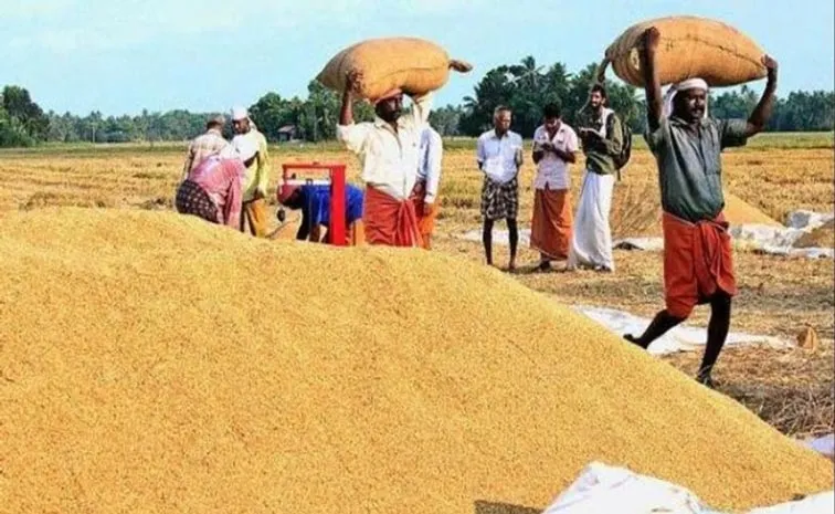 Indian Government Sets a Lower Rice Procurement Target for this Kharif Season