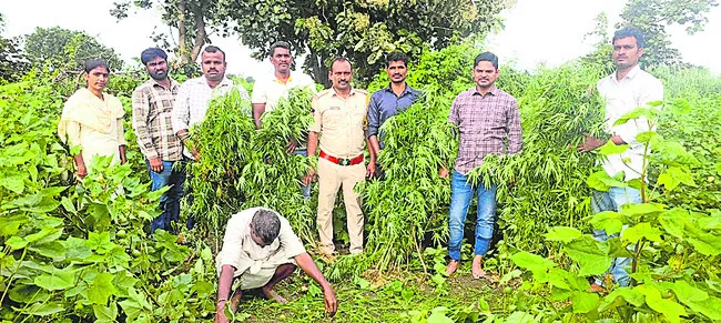 పత్తి పంటలో గంజాయి సాగు 