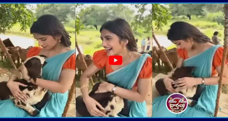 గొర్రె పిల్లతో ఇంగ్లీష్ మాట్లాడిచ్చిన శ్రీలీల