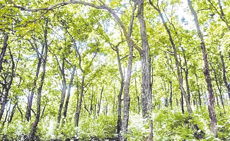 Telangana govt special focus on forest lands