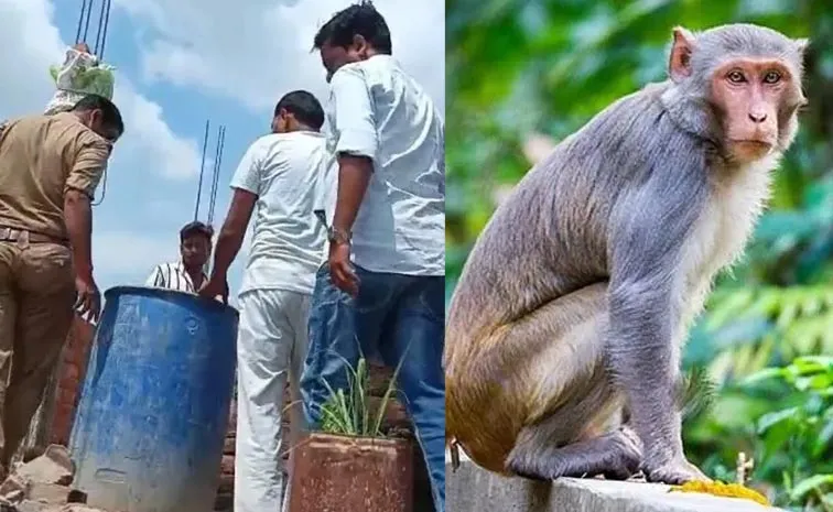 చిన్నారిని నీళ్ల డ్రమ్ములో పడేసిన కోతులు.. చివరికి ట్విస్ట్‌