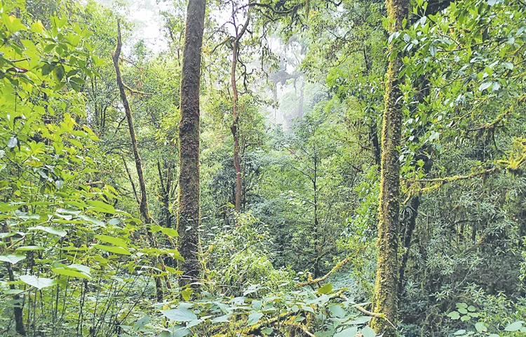 7 lakh acres of forest lands under encroachment