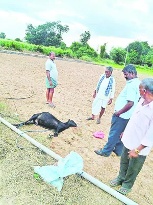 12 మేకలు మృత్యువాత 