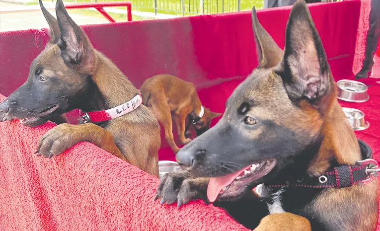 belgian malinois dogs in hyderabad
