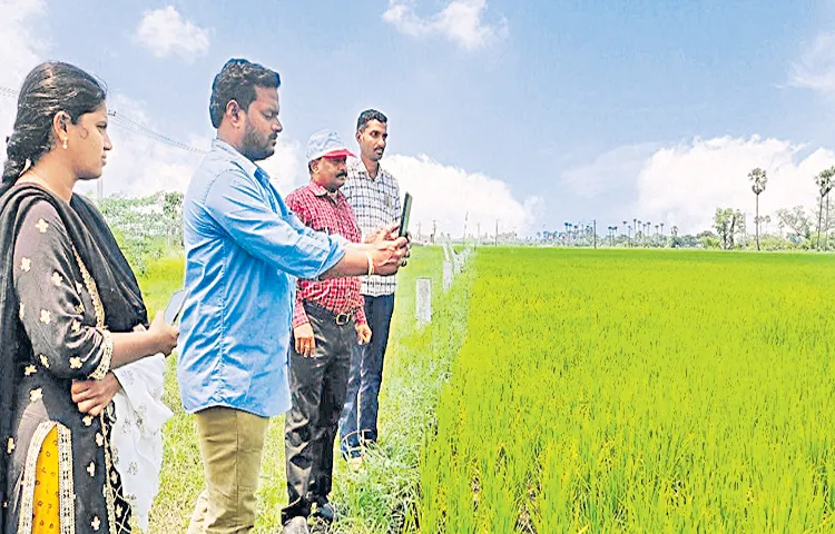E crop registrations not exceeding 13 percent