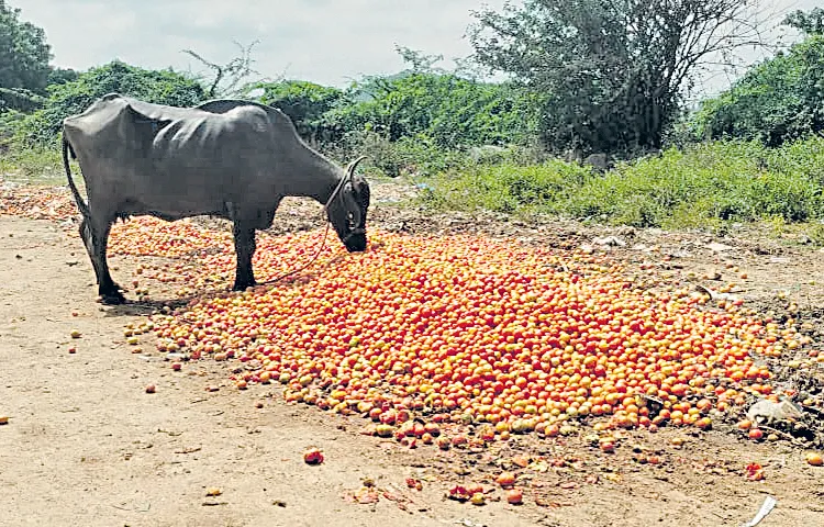 Farmers dumping tomato crop on roads
