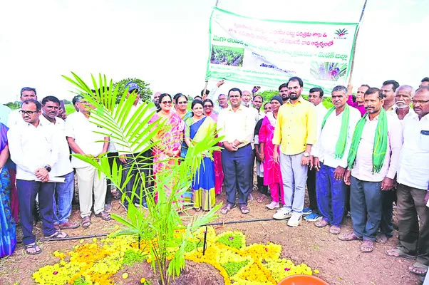 ఆయిల్పామ్తో అధిక లాభం