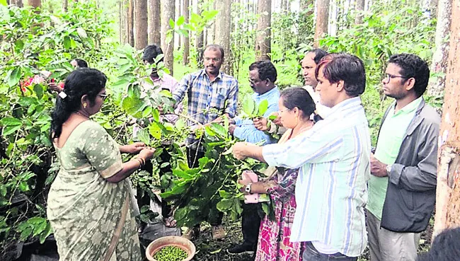 బెర్రీ బోరర్ను సమర్ధంగా ఎదుర్కొంటాం