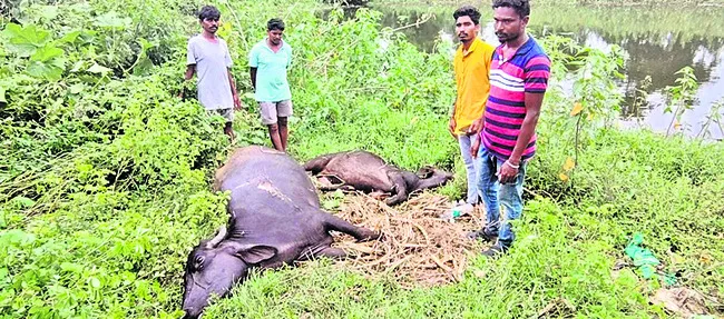 విద్యుత్ షాక్తో గేదెలు మృతి