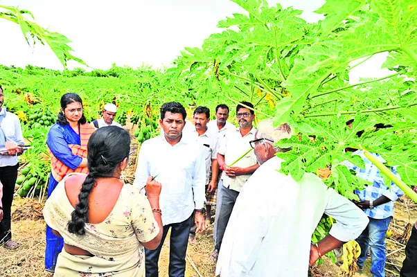 ● బొప్పాయి రైతులను ఆదుకుంటాం: కలెక్టర్ శ్రీధర్