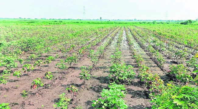 పత్తికి ప్రతికూలమే