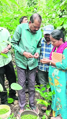 బెర్రీ బోరర్‌ ఆశించిన కాఫీ తోటల పరిశీలన