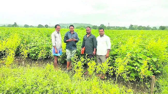 పక్కాగా సాగు లెక్క