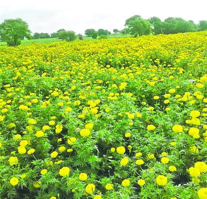 లాభాల ‘బంతి’