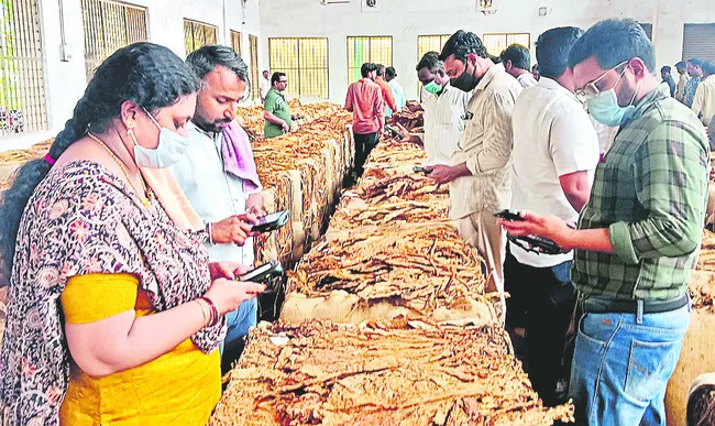 పొగాకు ముంధరకొచ్చి..