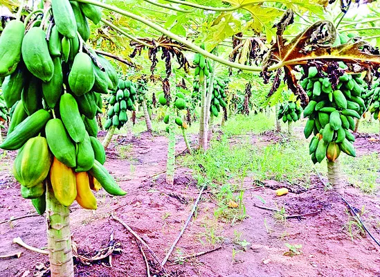 బొప్పాయి రైతులకు తిప్పలు