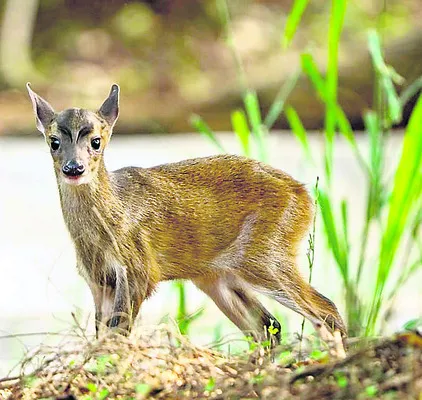 విశాఖ జూలో కూనల కనువిందు 