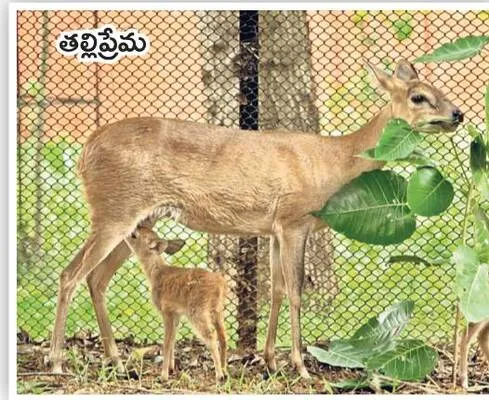 జూలో