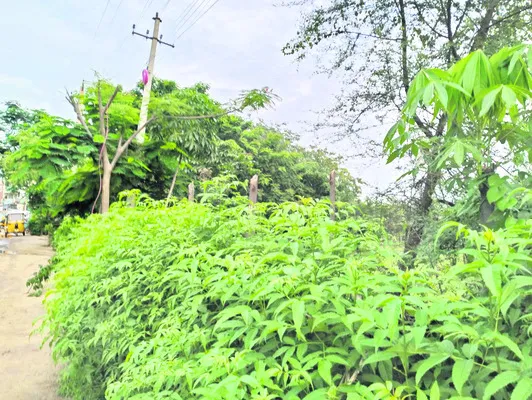 పేరుక