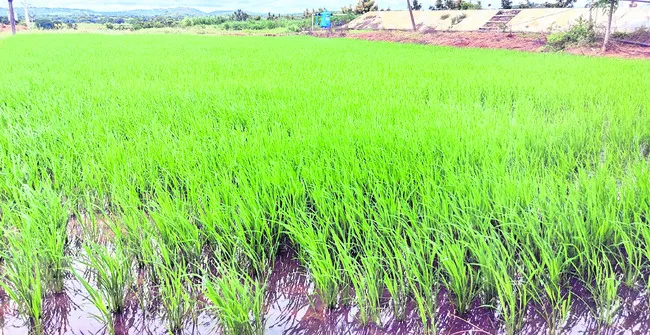 వరిలో సస్యరక్షణ చర్యలు