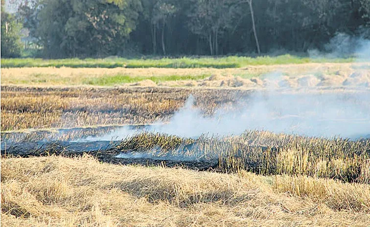sagubadi: Environmental Consequences of Crop Residue Burning