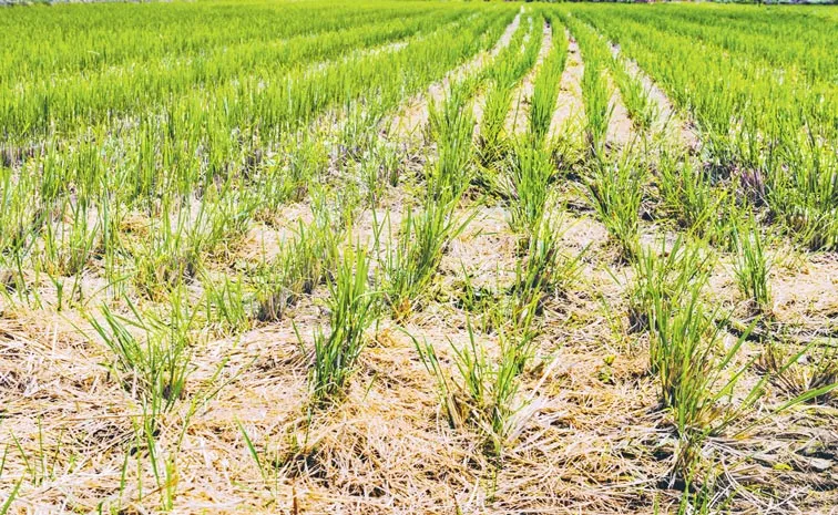 Sagubadi: IIRR scientist Dr. Vijayakumar Shanmugam talks about Perennial rice