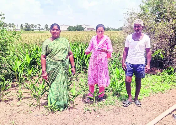 ముమ్మరంగా పంటల నమోదు