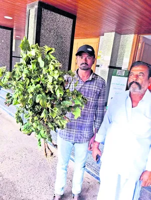 పత్తి రైతు చిత్తు 