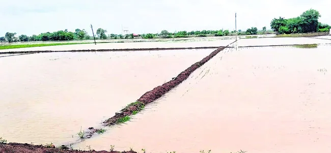 రేబిస