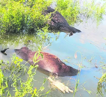 విద్యుదాఘాతంతో రెండు గేదెలు మృతి