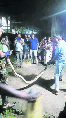 8 అడుగుల కొండచిలువ పట్టివేత 