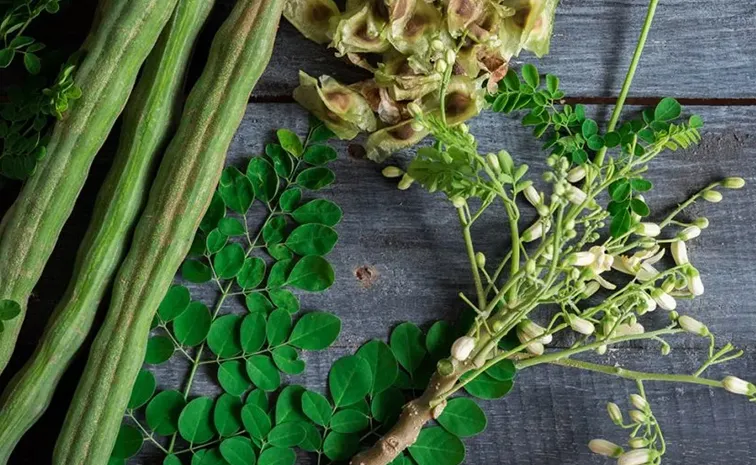 Sagubadi Moringa oleifera Mechanisms of drought tolerance Strategies