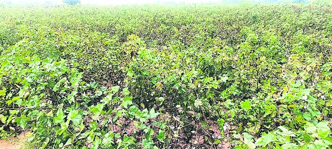 దిగుబడిపై వానదెబ్బ