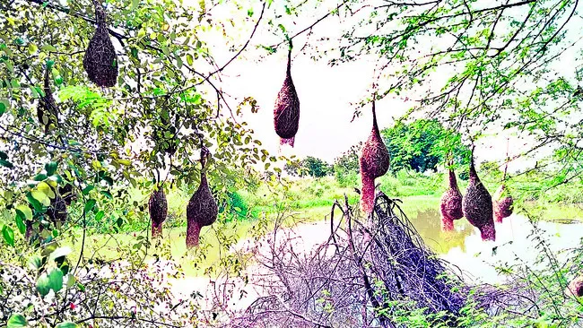 గిజిగ
