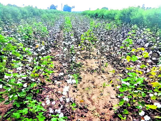 కూలీల కొరత.. రైతుల వ్యథ 
