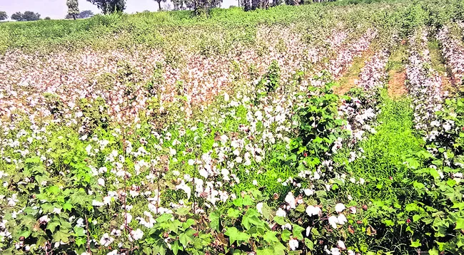 పత్తి రైతులకు ప్రత్యేక యాప్‌