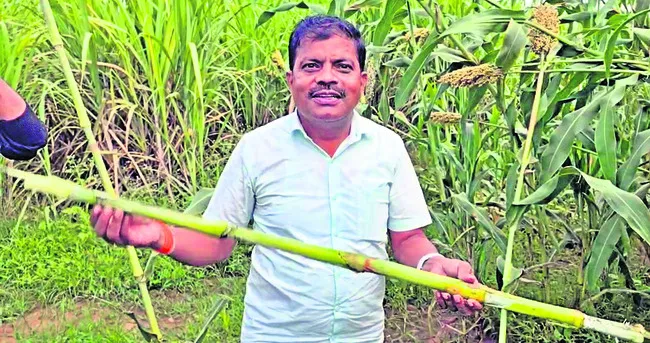 జొన్న