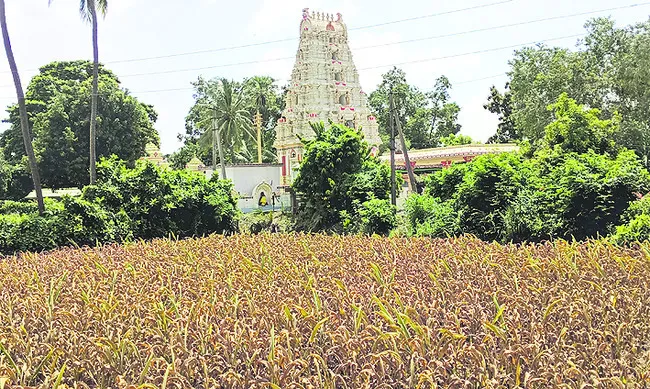 పాపం.