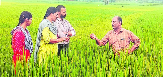 చేతికొచ్చే దశలో..!