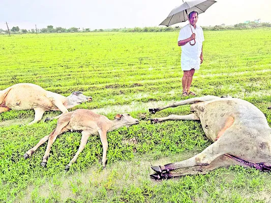 పిడుగుపాటుకు ఆవుల మృతి