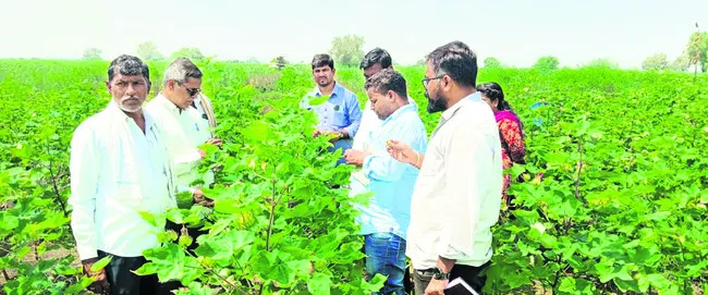 పత్తి