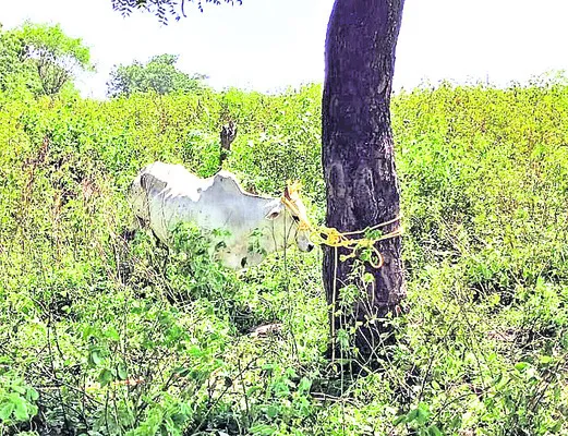 ఆవు దాడిలో పలువురికి గాయాలు