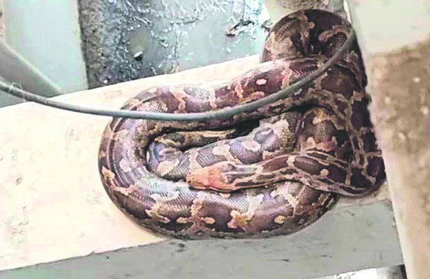 అపార్ట్‌మెంట్‌ రెండో అంతస్తులో కొండ చిలువ 
