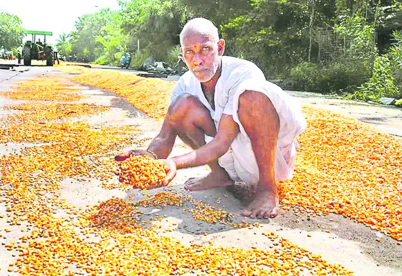 మక్కకు దిక్కేది? 