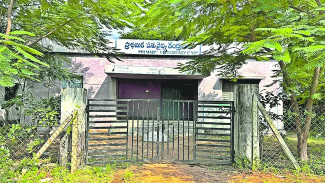 పడకేసిన పశువైద్యం