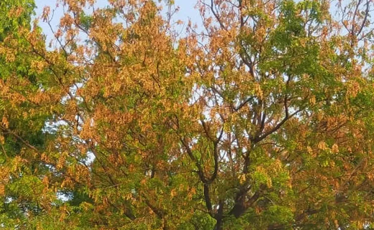 die back disease spreads again in neem trees in Nalginda dist at telangana