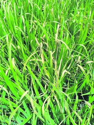 వరిలో