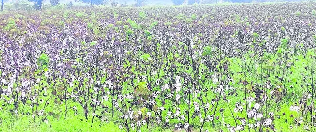 నిబంధనల గుదిబండ 