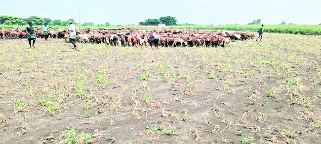 గొర్రెల మేతగా ఉల్లి పంట.. 